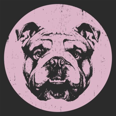 İngilizce Bulldog portresi. 