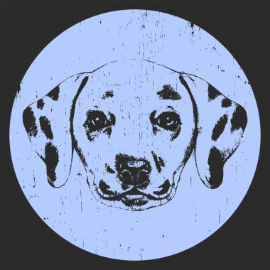 Dalmaçyalı köpek portresi. 