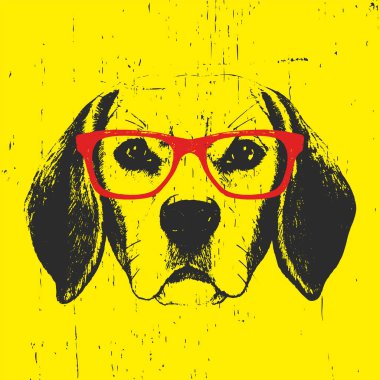 Beagle köpek portre gözlüklü.