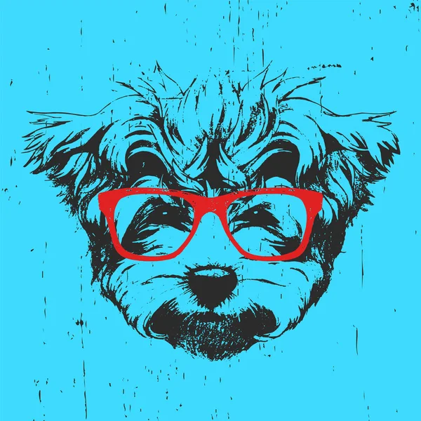 Retrato de maltês Poodle com óculos . — Vetor de Stock
