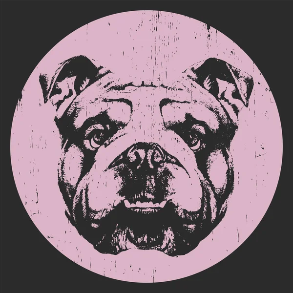 Portret van Engels Bulldog. — Stockvector