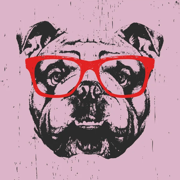 English Bulldog with glasses — Stock Vector