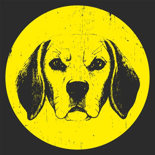Ritratto di cane beagle . — Vettoriale Stock