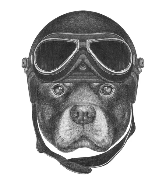 Portrait of Rottweiler with Vintage Helmet. — Stock Photo, Image