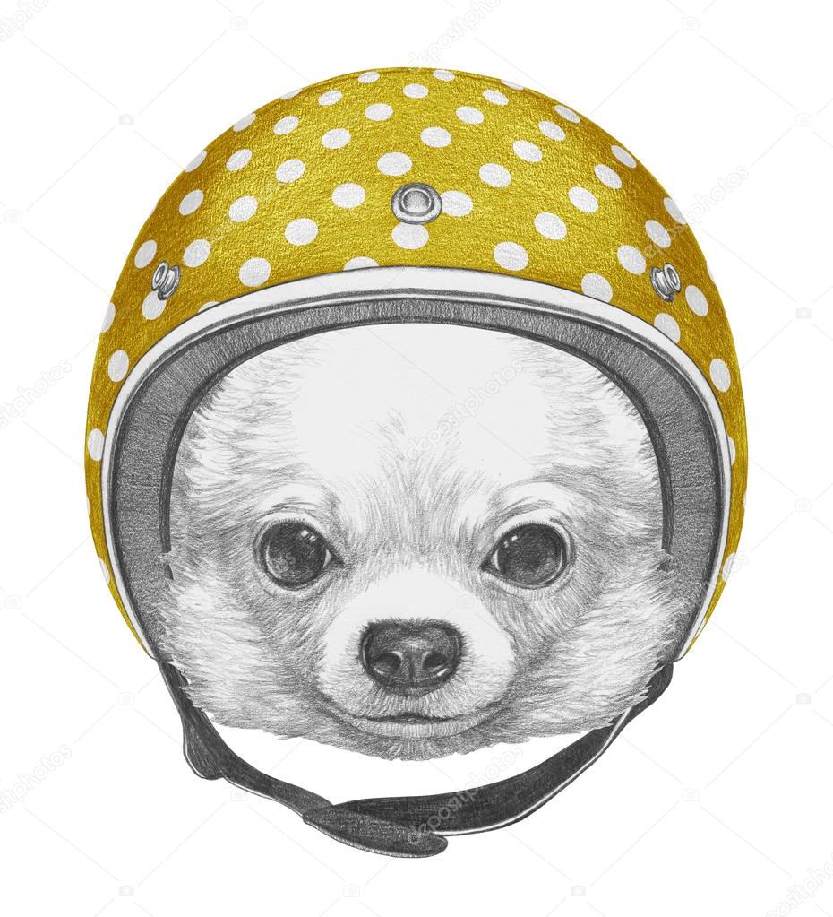 Portrait of Chihuahua with Helmet
