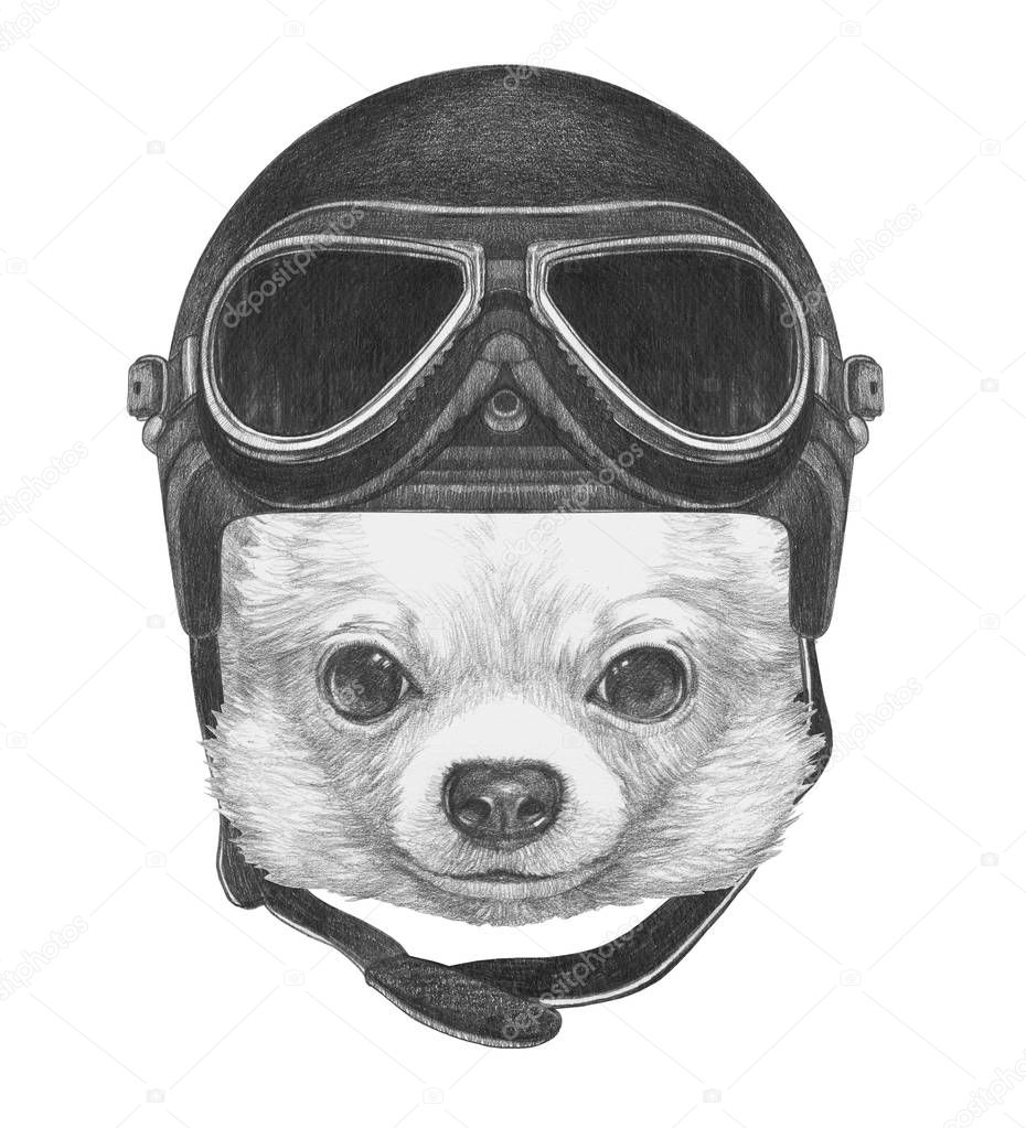  Chihuahua with Vintage Helmet. 