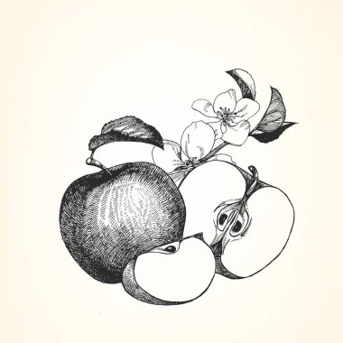 Elma çizilmiş resmi