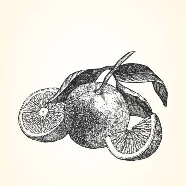 Çizilmiş resmi mandalina