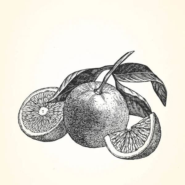 Ilustração desenhada à mão de Mandarins — Vetor de Stock