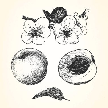 çizilmiş kayısı, illüstrasyon 