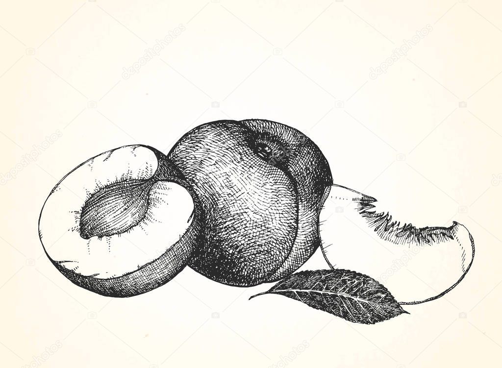 hand-drawn Apricots, illustration 