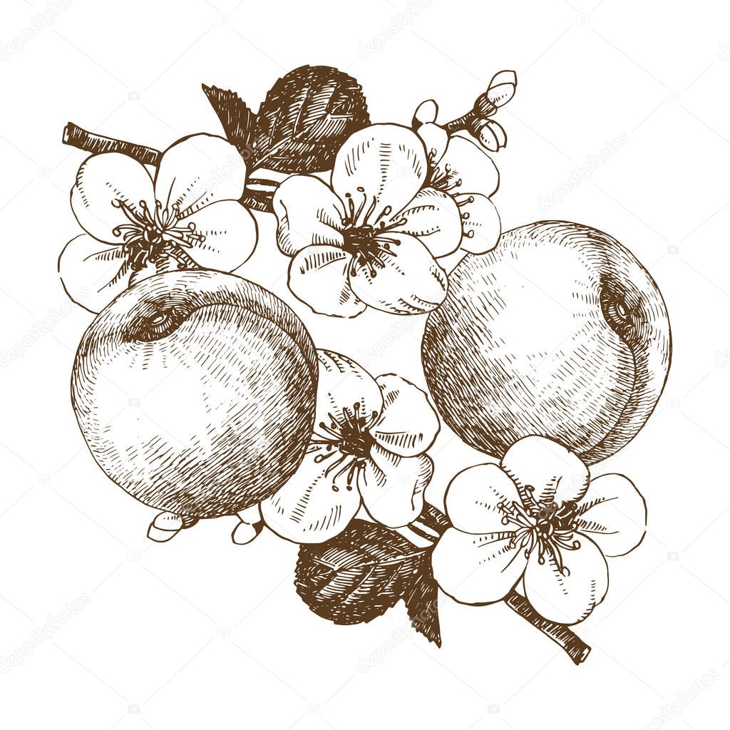 Seamless pattern with hand-drawn Apricots 