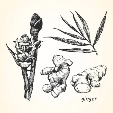 Zencefil çizilmiş resmi