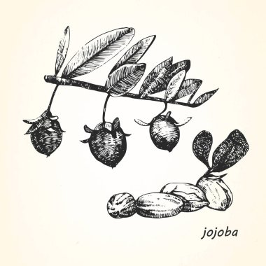 Jojoba çizilmiş resmi