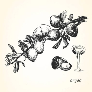 Argan çizilmiş resmi.