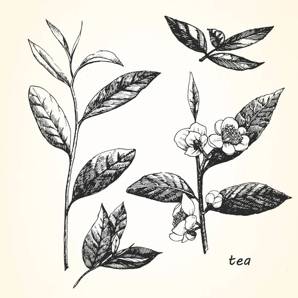 Ручная иллюстрация чая . — стоковый вектор