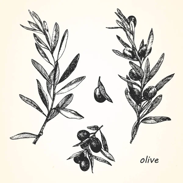 Ręcznie rysowane ilustracja oliwek — Wektor stockowy