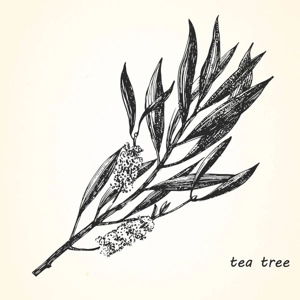 Ilustración del árbol del té — Vector de stock