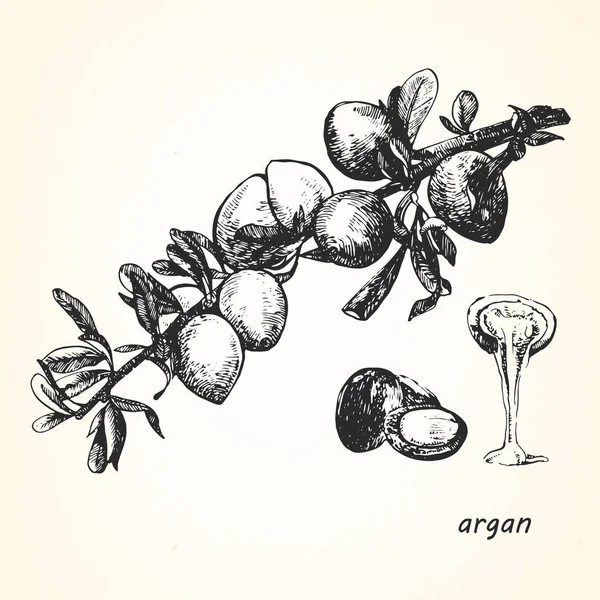 Ilustração desenhada à mão de argan . — Vetor de Stock