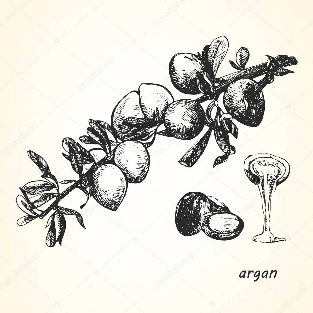 Hand-drawn illustration of argan.