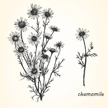 Hand-drawn illustration of chamomile. clipart
