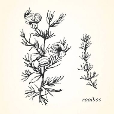 Hand-drawn illustration of rooibos clipart