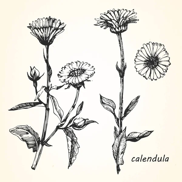 Calendula illustrazione disegnata a mano — Vettoriale Stock