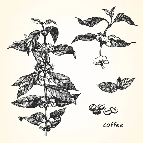 Ilustración dibujada a mano del café . — Vector de stock