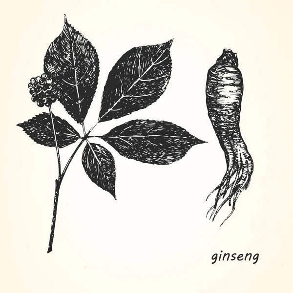 Handgezeichnete Illustration von Ginseng — Stockvektor