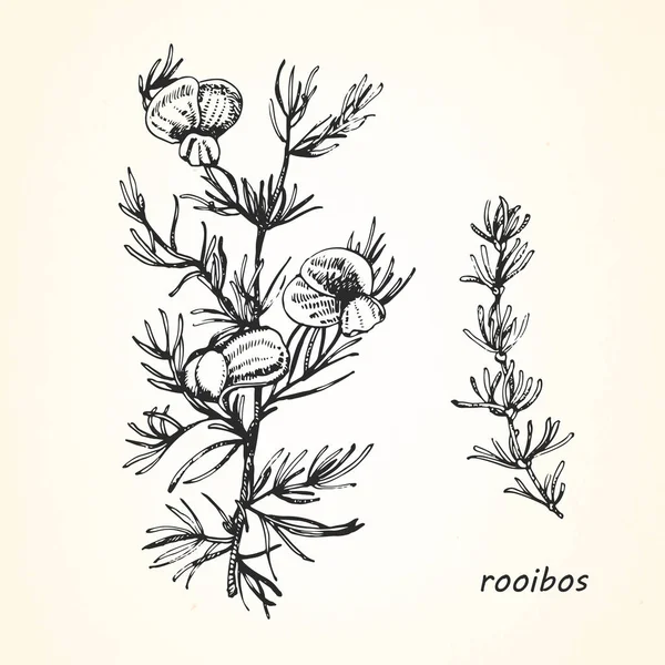 Handritade illustration av rooibos — Stock vektor