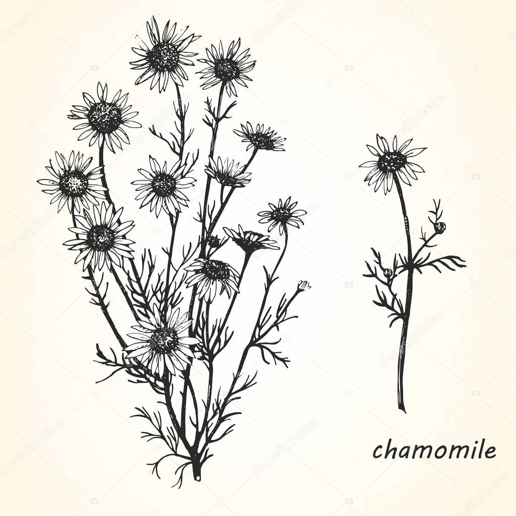 Hand-drawn illustration of chamomile.