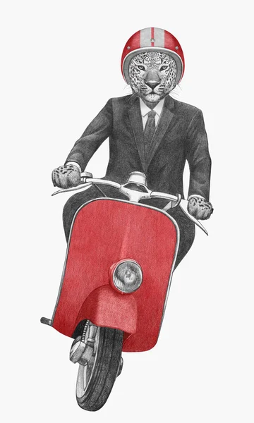 Hand drawn illustration of anthropomorphic leopard riding vintage motor scooter in suit with tie in helmet, isolated on white