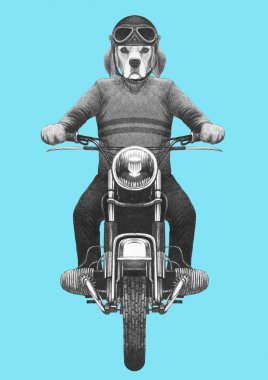 Çizilen illüstrasyon mavi örgü kazak ve kask vintage motosiklet binme antropomorfik beagle köpek el