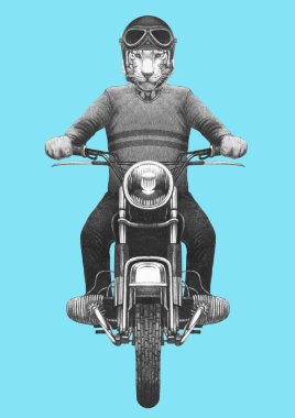 El çizimi antropomorfik kaplan örme kazak ve kask vintage motosiklet binme çekilmiş