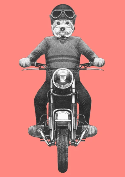 Handgezeichnete Illustration Eines Anthropomorphen Yorkshire Terrier Beim Motorradfahren Strickpullover Und — Stockfoto