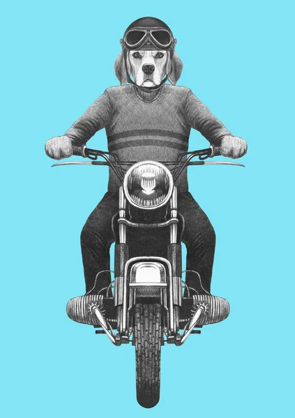 手绘插图的拟人猎犬狗骑老式摩托车在针织毛衣和头盔蓝色 — 图库照片