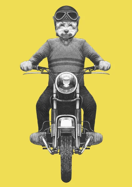 手には黄色のニットのセーターとヘルメットのビンテージ バイクに乗って擬人化のヨークシャー テリアのイラストが描かれました — ストック写真