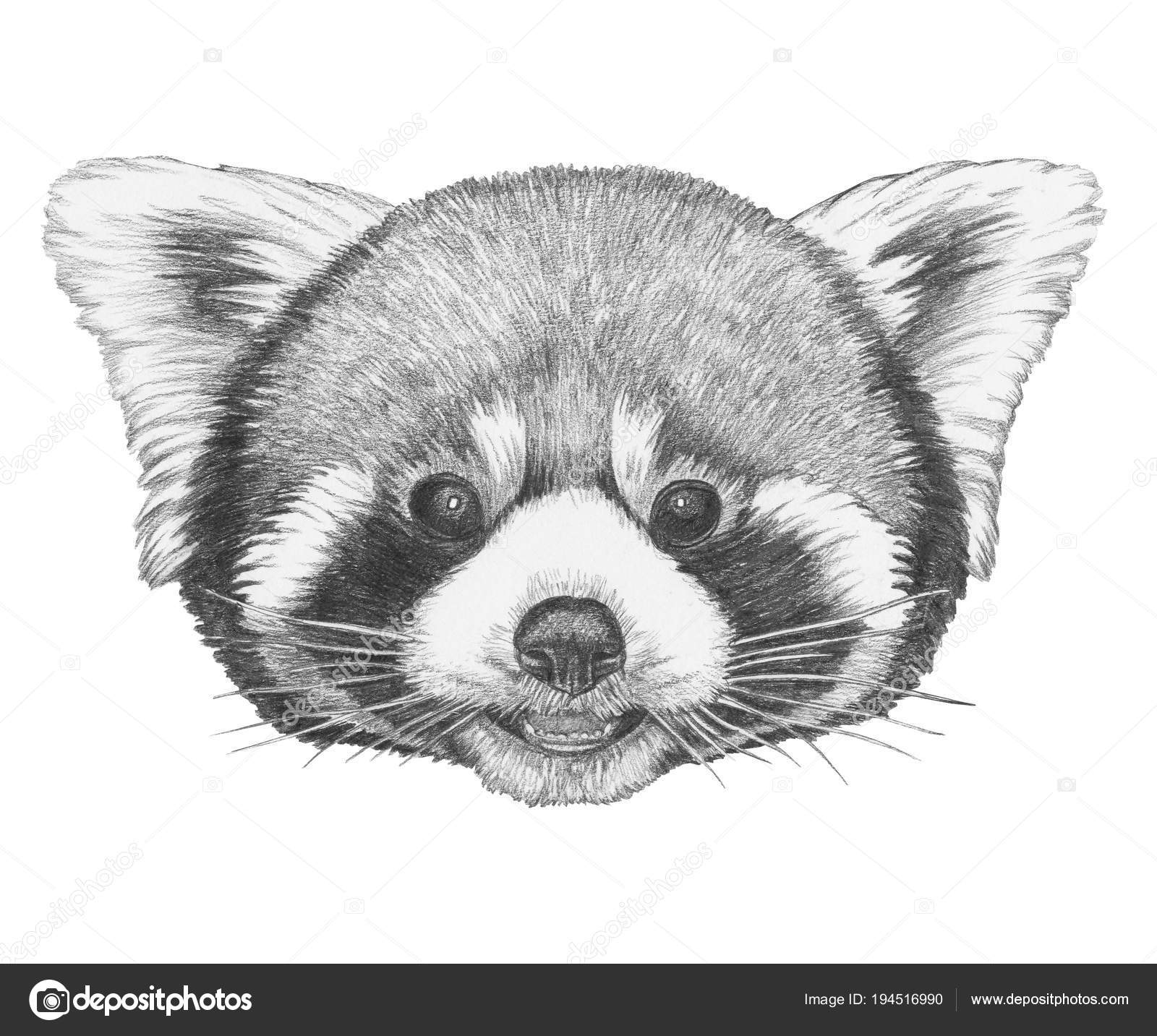 How To Draw A Red Panda Face Realistic Panda Drawing - vrogue.co