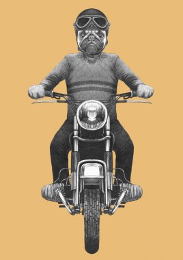 Sarı örme kazak ve kask vintage motosiklet binme antropomorfik pug köpek çizilmiş resmi el