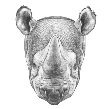 Gergedan, üzerinde beyaz izole portresi güzel kroki