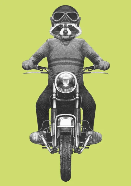 手にはニットのセーターとヘルメットのビンテージ バイクに乗って擬人化されたアライグマのイラストが描かれました — ストック写真