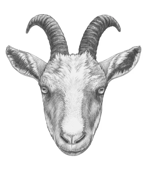 Funny Sketch Portrait Goat Isolated White — Stock Photo, Image