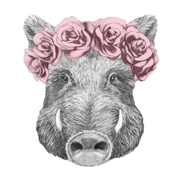 Bagus Potret Sketsa Babi Hutan Karangan Bunga Mawar Terisolasi Atas — Stok Foto