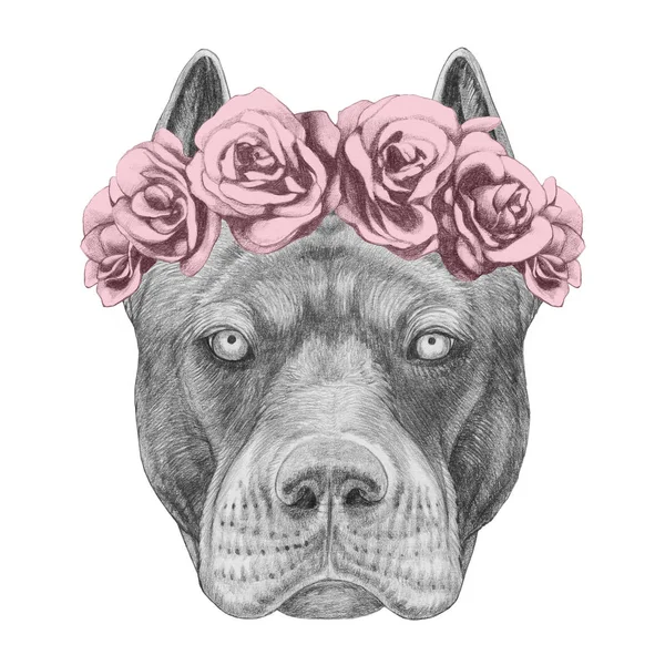 Esboço Engraçado Retrato Pit Bull Grinalda Rosas Isolado Branco — Fotografia de Stock