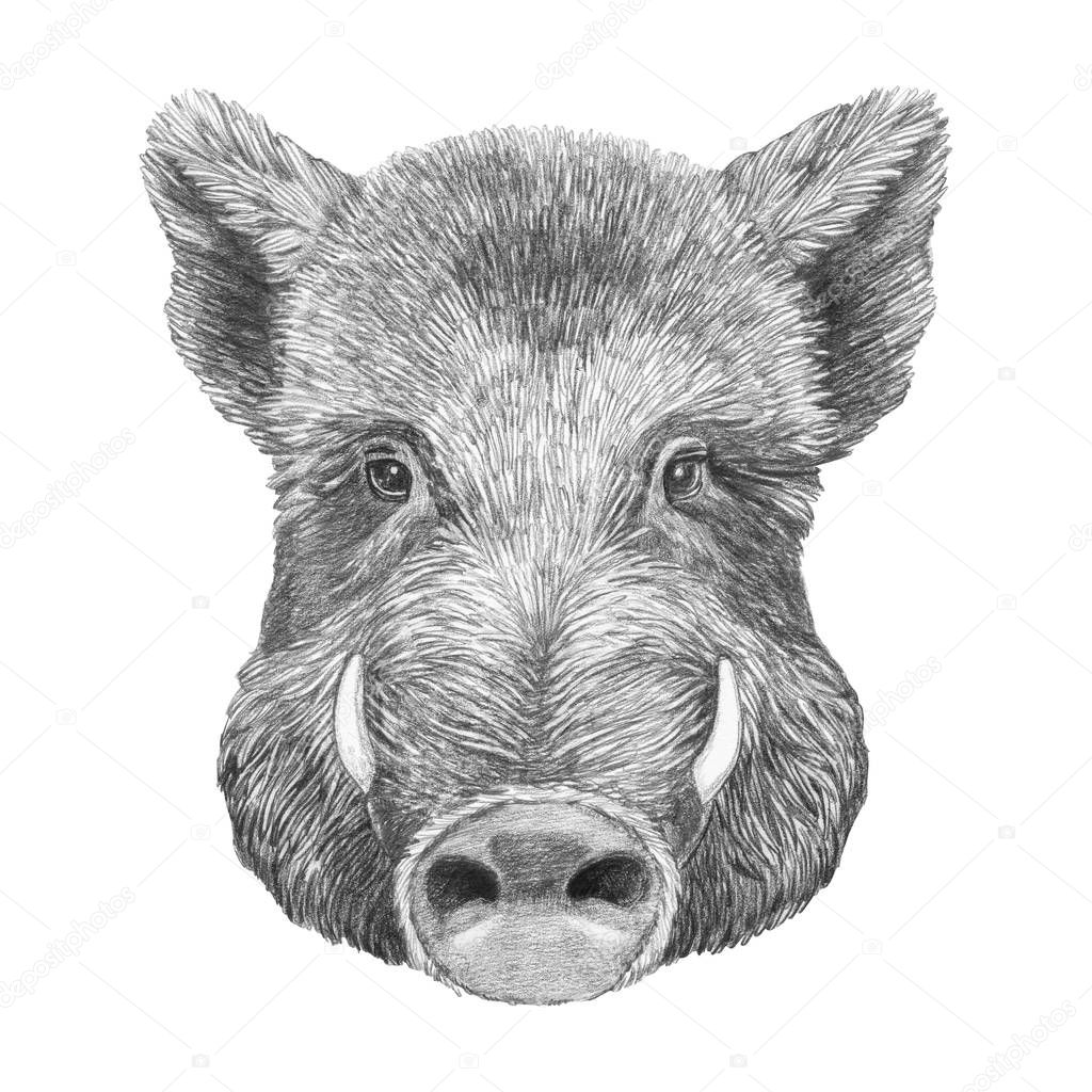 Nice sketch portrait of wild boar, isolated on white