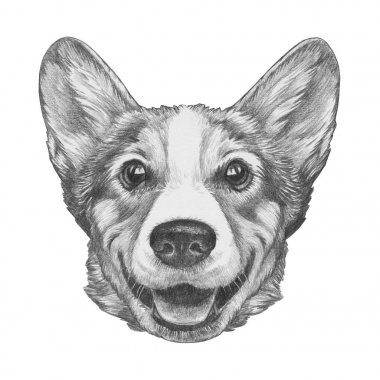 Galce Corgi köpek, üzerinde beyaz izole portresi güzel kroki