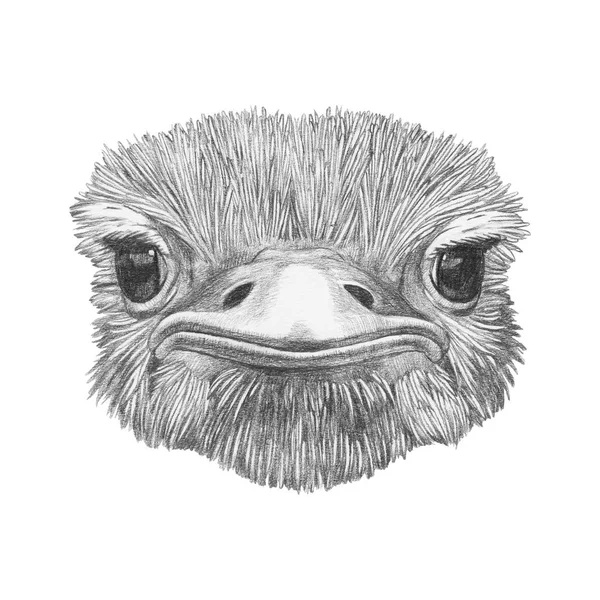 Funny Sketch Portrait Ostrich Isolated White — Stock Photo, Image