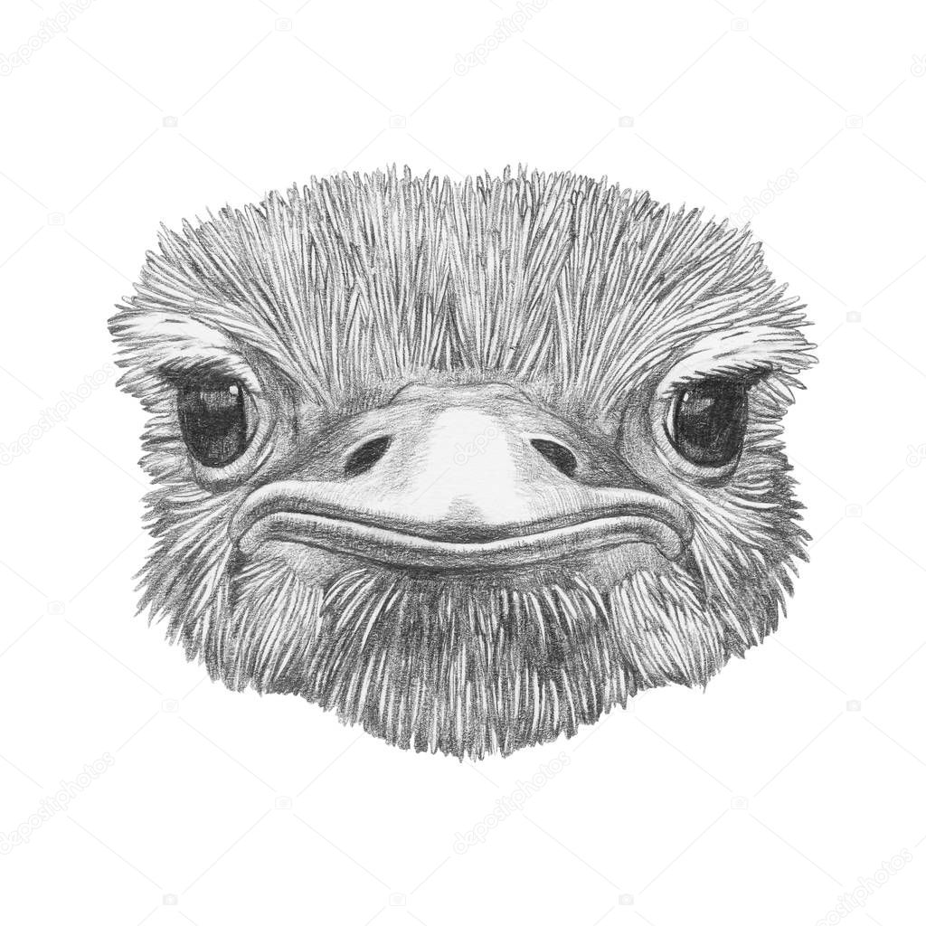 Funny sketch portrait of ostrich, isolated on white