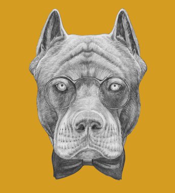 Pitbul portre gözlük ve papyon sarı komik kroki