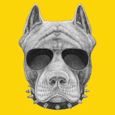 Pitbul portre hipster gözlük ve çivili yaka komik kroki